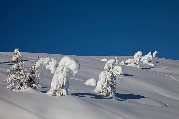 istock Wild Winter Landscape with spruce tree forest covered by snow 153699067
