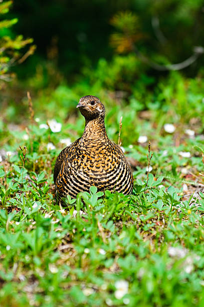 spruce grouse - grouse spruce tree bird camouflage - fotografias e filmes do acervo