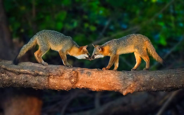 pair of foxes playing on a log