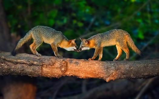 pair of gray fox juveniles playing on a log