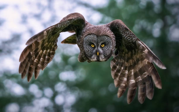 great gray owl in flight