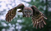 great gray owl flying towards me