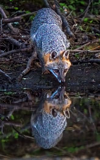 gray fox reflection in a stream