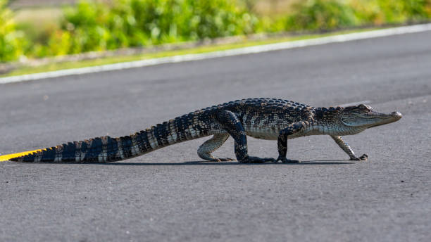 istock alligator crossing a road 1536994786