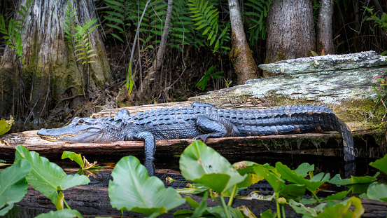 Alligator   Myakka River State Park Florida USA