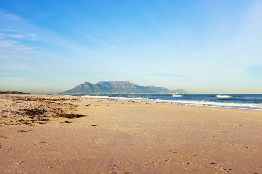 Seagulls in foreground of a majestic view of Table Mountain, South Africa, with sand, sea and sky.