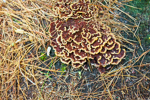 Wild mushrooms related to the species known as \