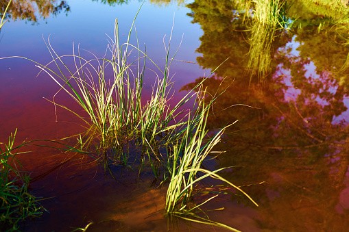 Beauty in nature: grass growing in a wetland with shades of blue, brown and maroon in the water.