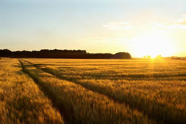 istock Rural landscape at dusk 153699771