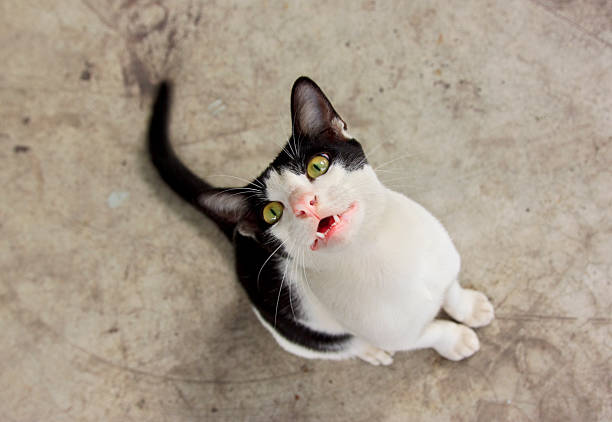 istock Cute black and white cat staring at the camera 153699812