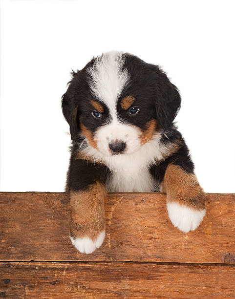 istock Mountain dog over a fence 153699824