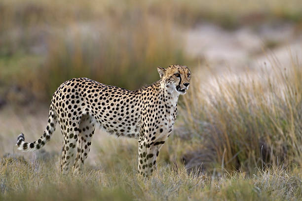 istock Cheetah standing in Grassland 153699868