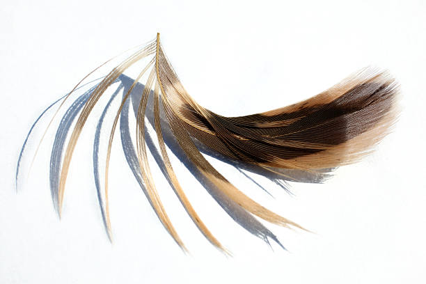 feathers stock photo