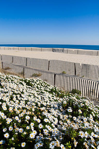 Scenic Beach Scene with a Thousand Daisies. stock photo