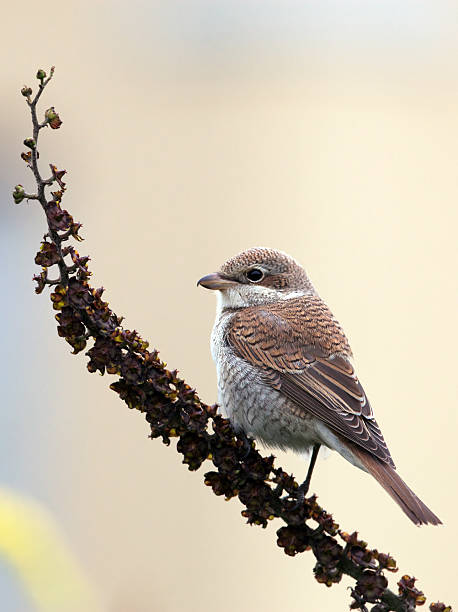 istock Red basked shrike on flower 153699955