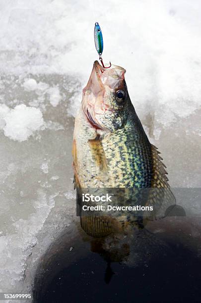 Ice Fishing Crappie Stock Photo - Download Image Now - Animal Scale, Catching, Cold Temperature