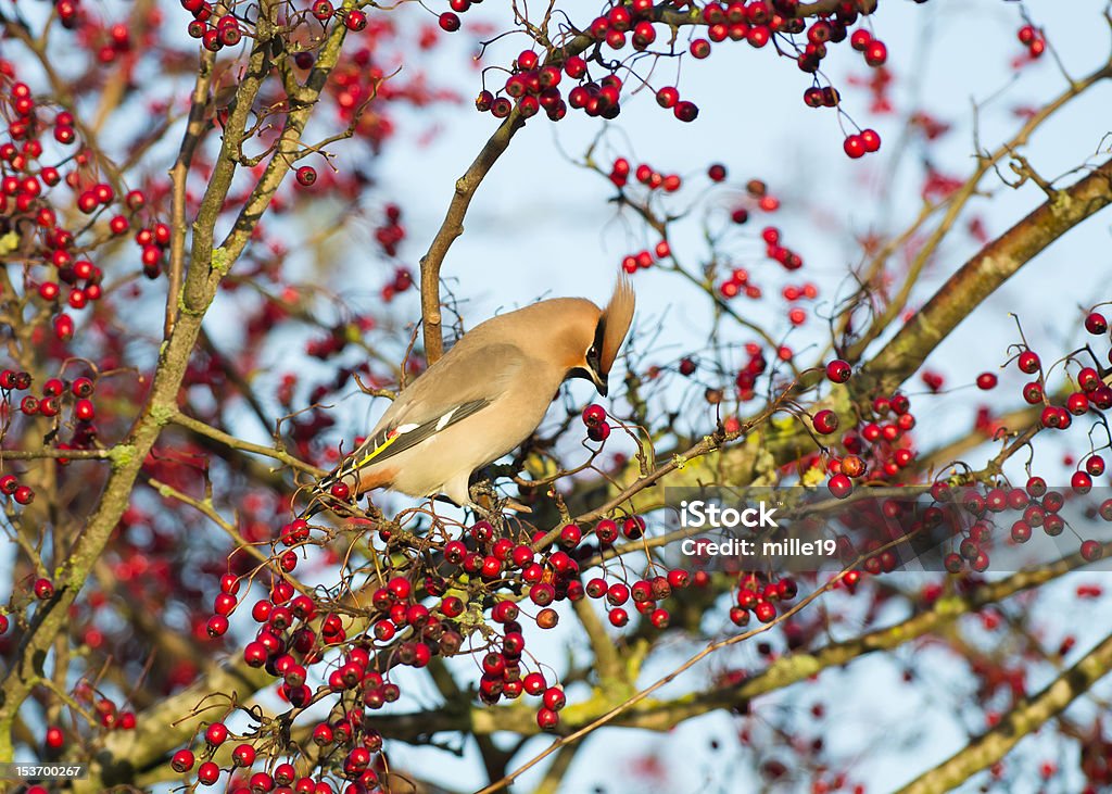 Jaseur à Hawthorn - Photo de Aubépine - Plante libre de droits