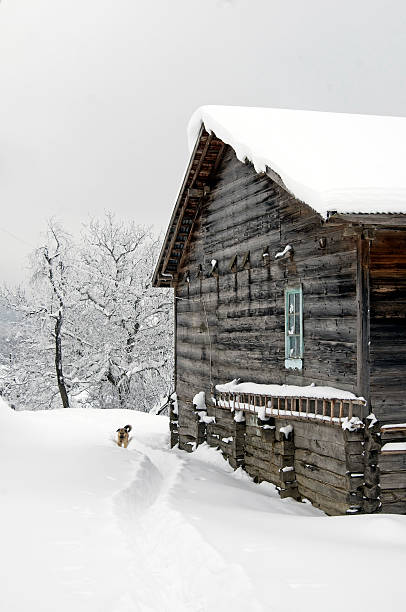 istock wooden house and dog 153700311