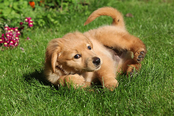 istock Hovawart puppy lying 153700369