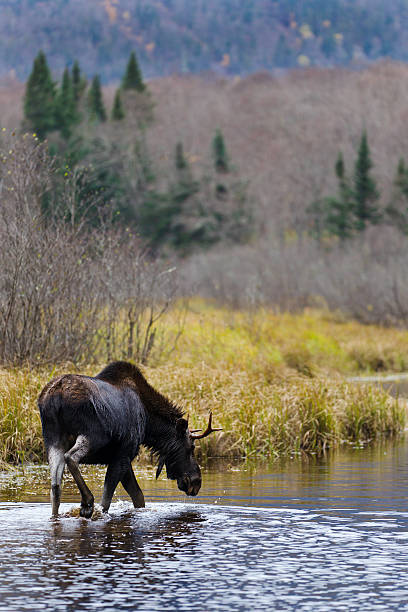 istock autumn male moose 153700391