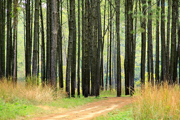 Bagażniku dwa pine tree – zdjęcie