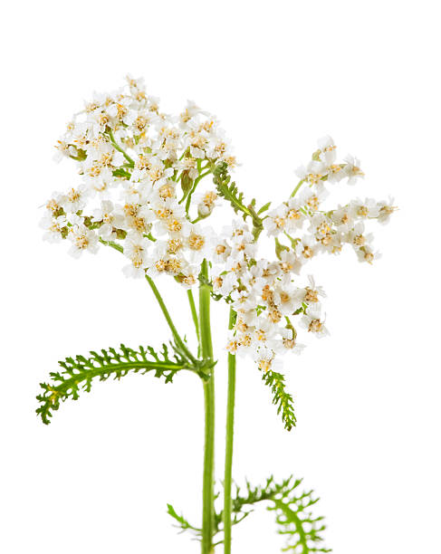 istock Achillea millefolium L., milfoil 153700799