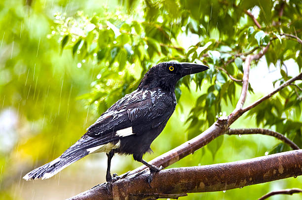 Wet currawong under rain closeup stock photo