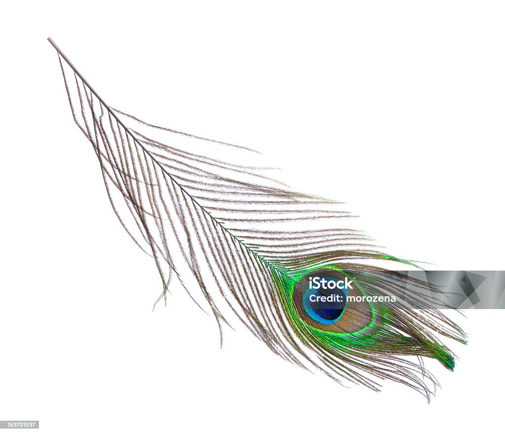 Павлин перьями изолированные на белом фоне крупным планом - Стоковые фото Перо павлина роялти-фри