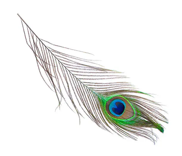 Stock photo of peacock plume isolated on white. Close-up shot.