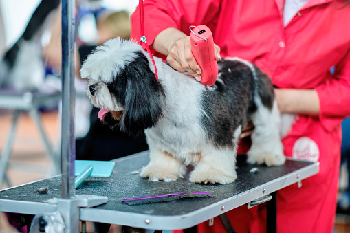 Grooming pets with a typewriter . A female groomer cuts a Shitsu or shih tzu dog on a grooming table in a dog beauty salon