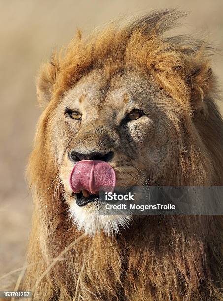 Leone Maschio Leccare Le Labbra Serengeti Tanzania - Fotografie stock e altre immagini di Africa