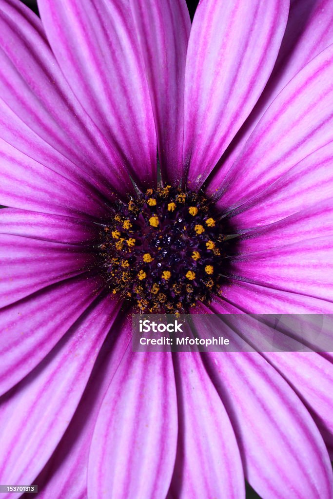 Dettaglio fiore Margherita - Foto stock royalty-free di Bellezza naturale
