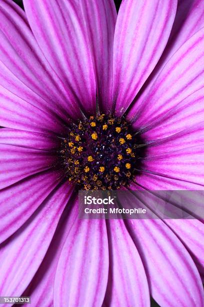 Dettaglio Fiore Margherita - Fotografie stock e altre immagini di Bellezza naturale - Bellezza naturale, Bocciolo, Botanica