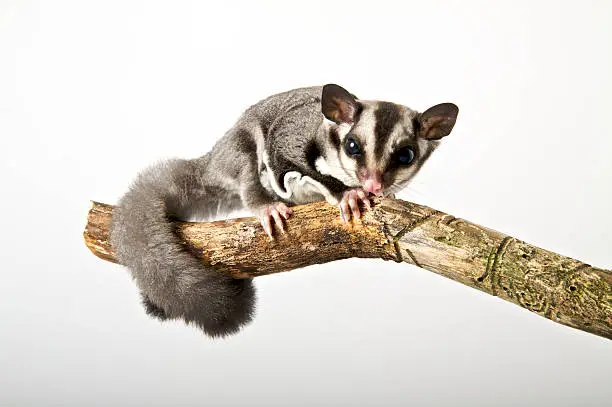 Sugar glider - Petaurus Breviceps on a white background