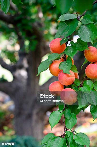 Large Apricot Tree With Focus On Foreground Fruit Stock Photo - Download Image Now - Agriculture, Apricot, Apricot Tree