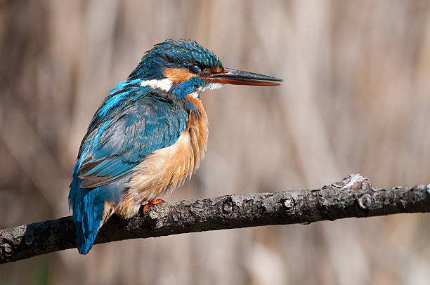 Kingfisher with nictitating membrane stock photo