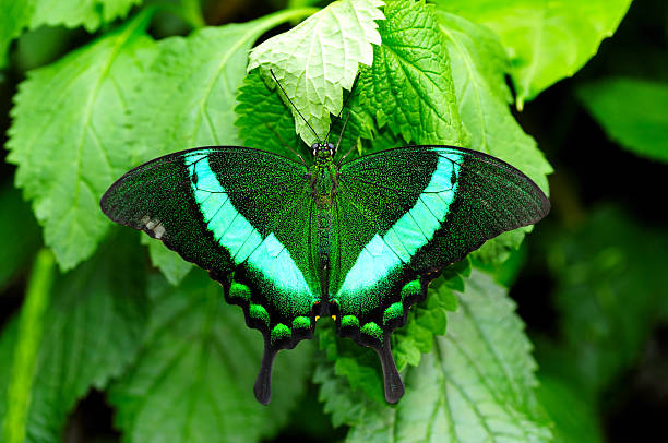 Green Swallowtail Butterfly Close up of a green butterfly papilio palinurus stock pictures, royalty-free photos & images