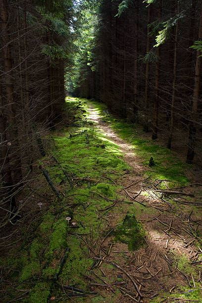 Forest Path stock photo