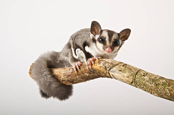Sugar Glider Perched On A Branch Against A Gray Background Stock Photo -  Download Image Now - iStock