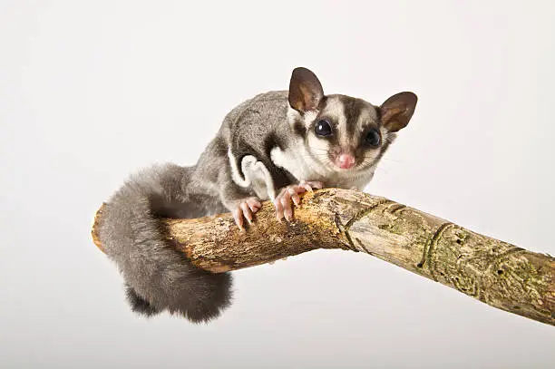 Sugar glider taken on a white background