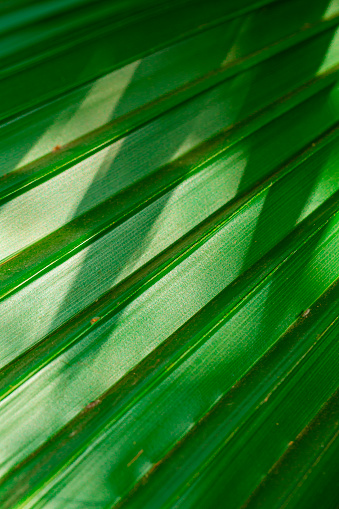 Closeup Macro Shot of Tropical palm tree washingtonia filifera and bright sunshine of Linden ex Andre H.Wendi ex de Bary Sort.Vertical image