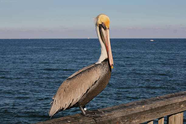 istock Pelican on wooden railing 153702004