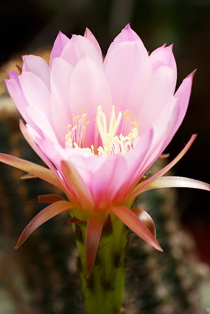istock Pink Echinocereus flower 153702051