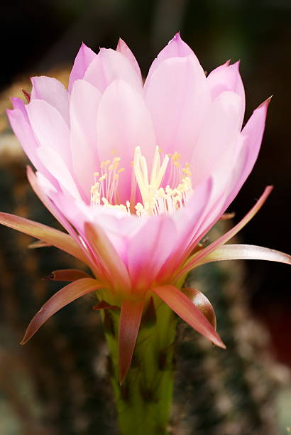 Pink Echinocereus flower stock photo