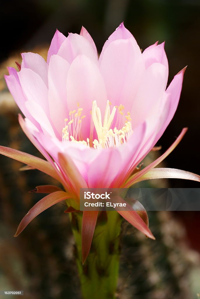 Echinocereus flor-de-rosa - Foto de stock de Aberto royalty-free