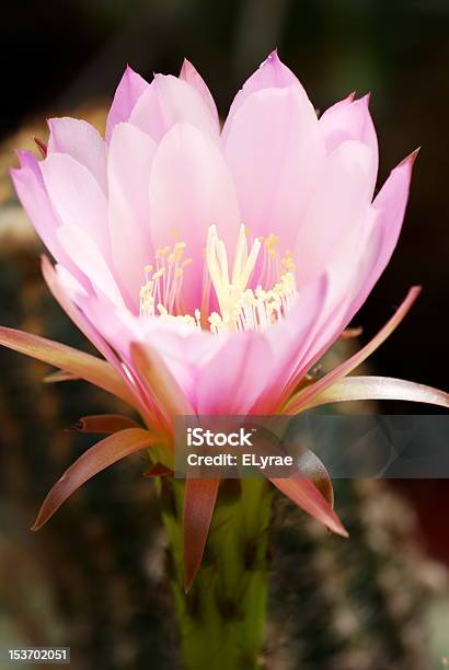 Foto de Echinocereus Florderosa e mais fotos de stock de Aberto - Aberto, Brilhante - Luminosidade, Cabeça da flor