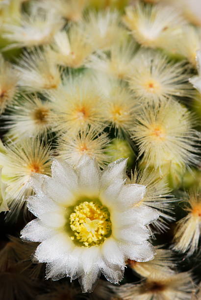 Pale yellow mammillaria flower stock photo