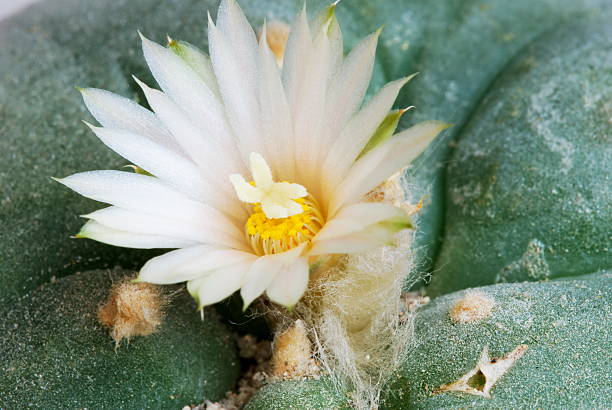 Lophophora wiliamsii flower closeup stock photo