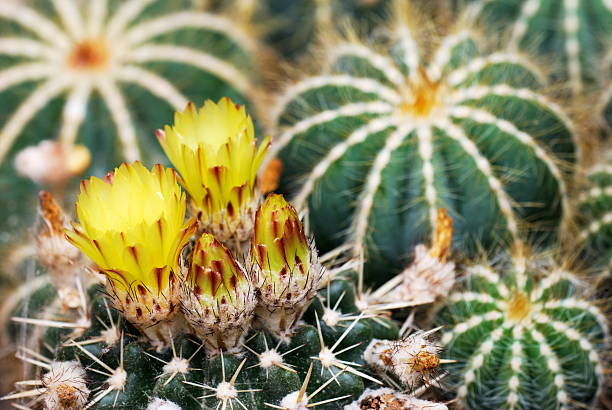 Yellow cactus flowers stock photo