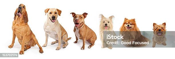 Grupo De Perros De Raza Común Grandes Y Pequeñas Foto de stock y más banco de imágenes de Amarillo - Color - Amarillo - Color, Blanco - Color, Canino - Animal